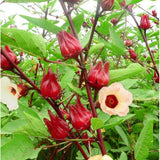 Roselle Seeds, Set of 50 Roselle Seeds, Red Hibiscus Roselle Seed for Outdoor Planting