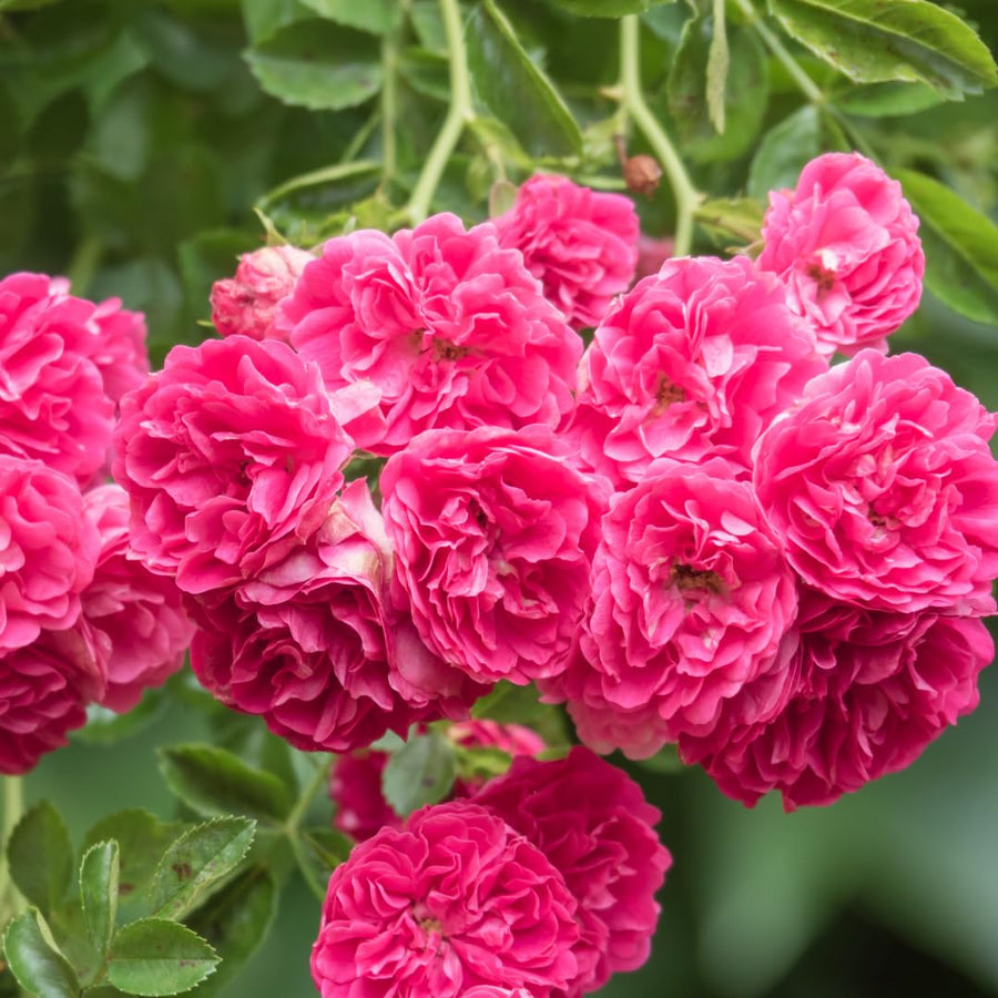 Vibrant Hot Pink Climbing Rose Live Plant, Fragrant Rose Bush Ready to Plants, Zone 5 to 9, Size 5 to 7 Inches and Bare Root