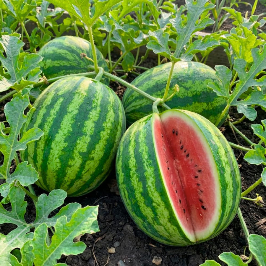 Pack 400 Sweet Watermelon Seeds, Watermelon Seeds for Planting, Sweet and Seedless Fruit, Melon Seed for Outdoor Garden