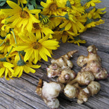 0.5 Lb Jerusalem Artichoke Tubers, Sunchoke for Planting, Hardy Perennial Vegetable for Home Garden