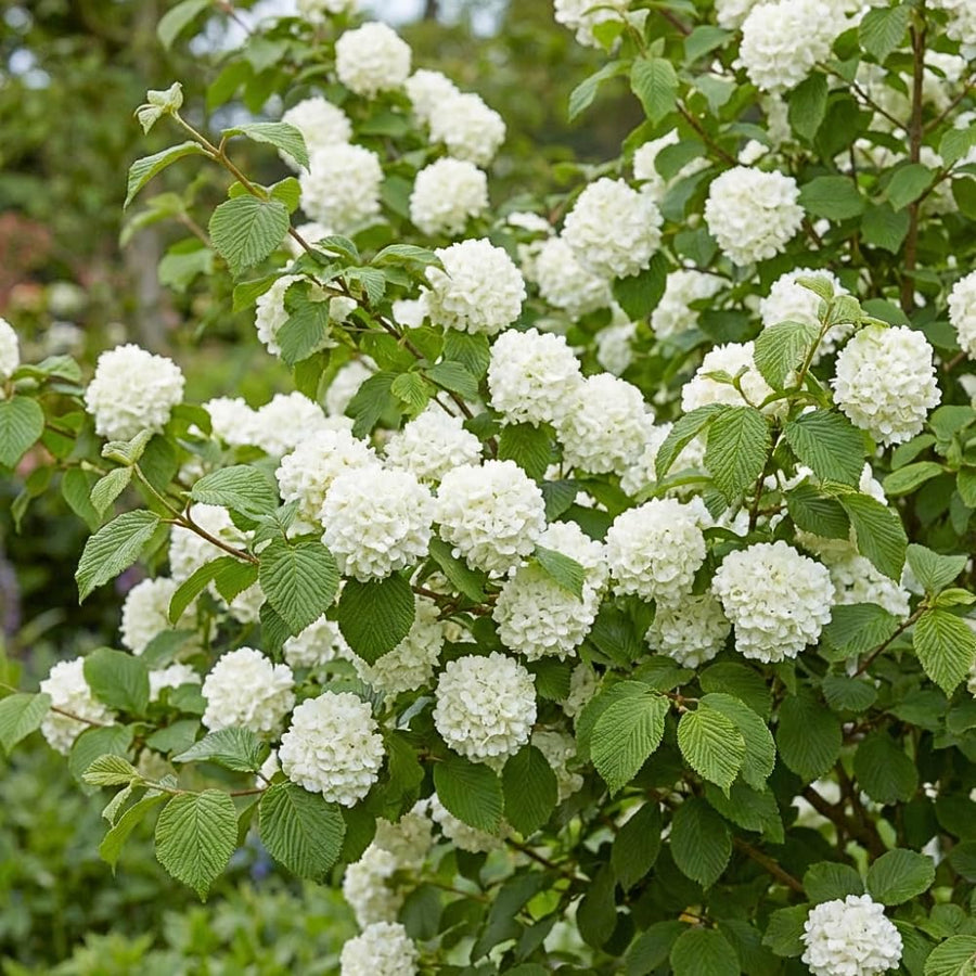 Set 2 Snowball Viburnum Live Plants, Bare Root 8 to 12 Inches Tall, White Flowering Shrub, Low Maintenance for Outdoor Garden