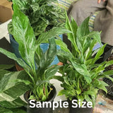 Peace Lily Plant Indoor Live, Well Rooted Peace Lily House Plant, White Flower, Plant Peace Lily Houseplant (Variegated)