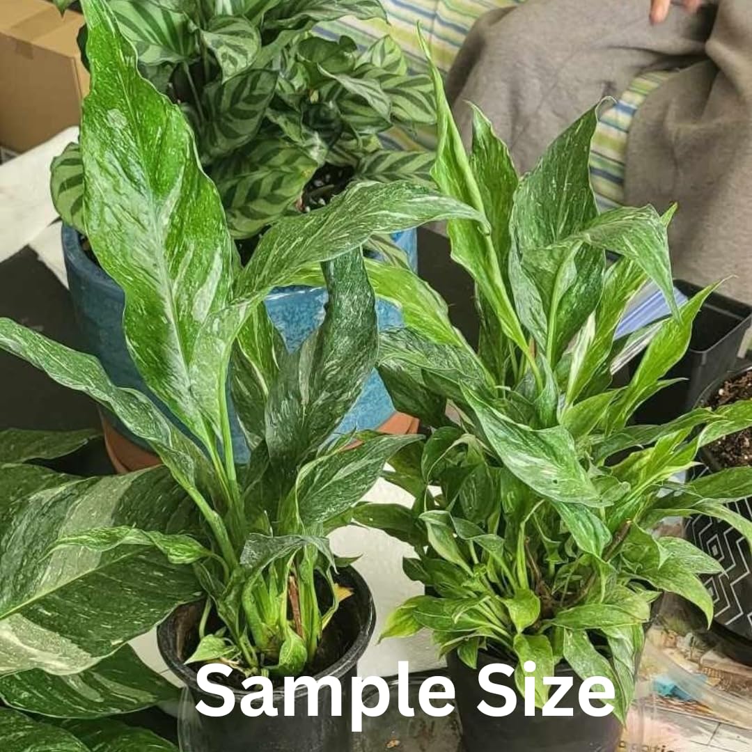 Peace Lily Plant Indoor Live, Well Rooted Peace Lily House Plant, White Flower, Plant Peace Lily Houseplant (Variegated)