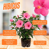 Pink Hibiscus Plant Live, Well-Rooted Hibiscus Flowers, 5-7 Inches Tall, Tropical Flowering for Indoor Outdoor Planting