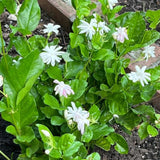 Common Jasmine Plant, Fragrant Jasmine Flower Vine 4-8 Inches Well Rooted for Container, Hanging Basket Growing
