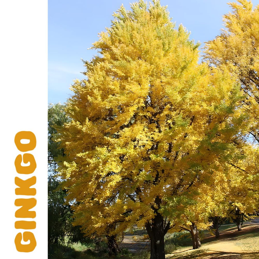 Ginkgo Tree Live Plant, Yellow Leaves, Hardy Ginkgo Tree, 8-10" Tall in Quart Pot for Planting