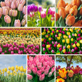 Set of 10 Flower Bulbs, Mixed Tulip and Daffodil Bulbs, Spring Blooming Bulbs for Garden Planting