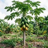 Sweet Papaya Plant Live, Papaya Fruit Tree Live for Outdoor and Container Growing, Starter Plant in Half Gallon Pot
