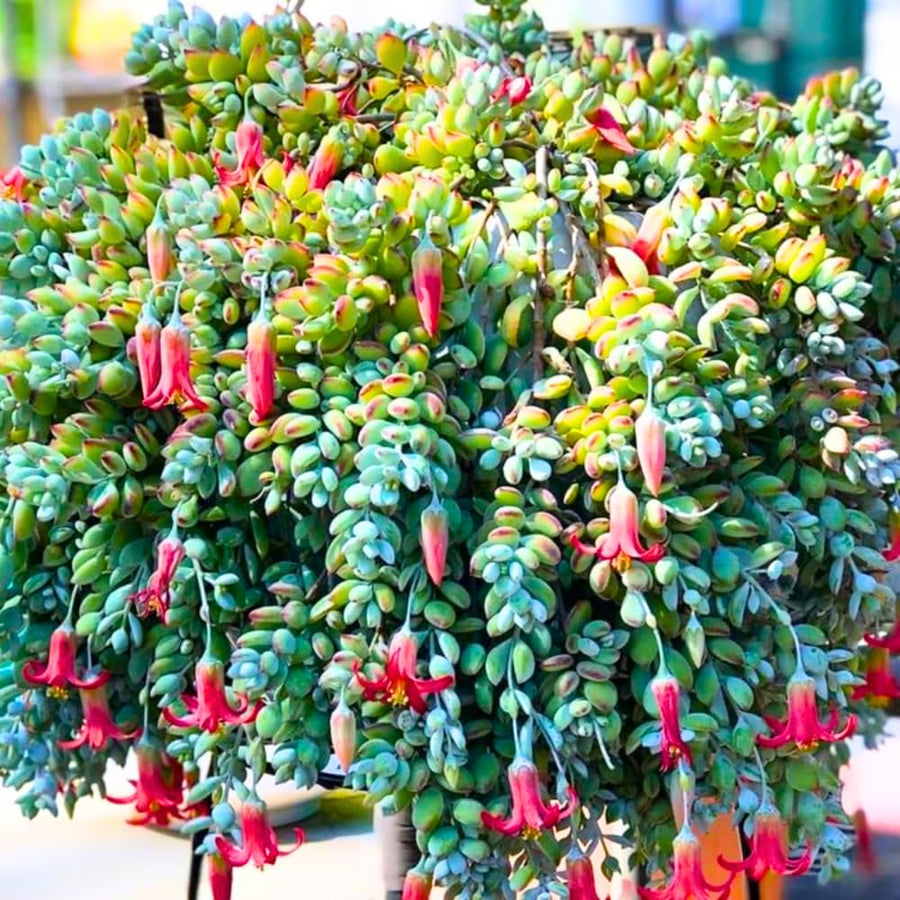 Cotyledon Pendens Plant, Rare Cotyledon Succulents, Easy-Care Hanging Houseplant for Indoor Outdoor Decoration, 6'' Potted