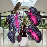 3 Colocasia Plants Live, Elephant Ear Caladium Esculenta Plants, 5 to 8 Inc Tall (Red Black)