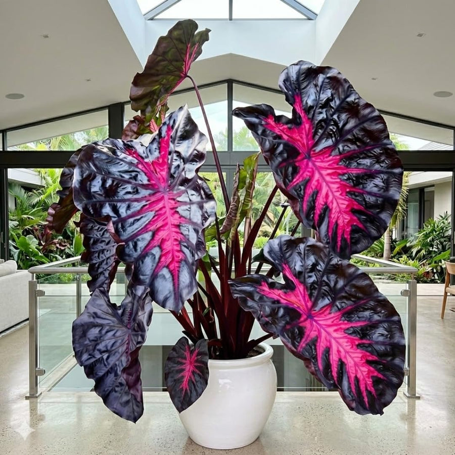 3 Colocasia Plants Live, Elephant Ear Caladium Esculenta Plants, 5 to 8 Inc Tall (Red Black)