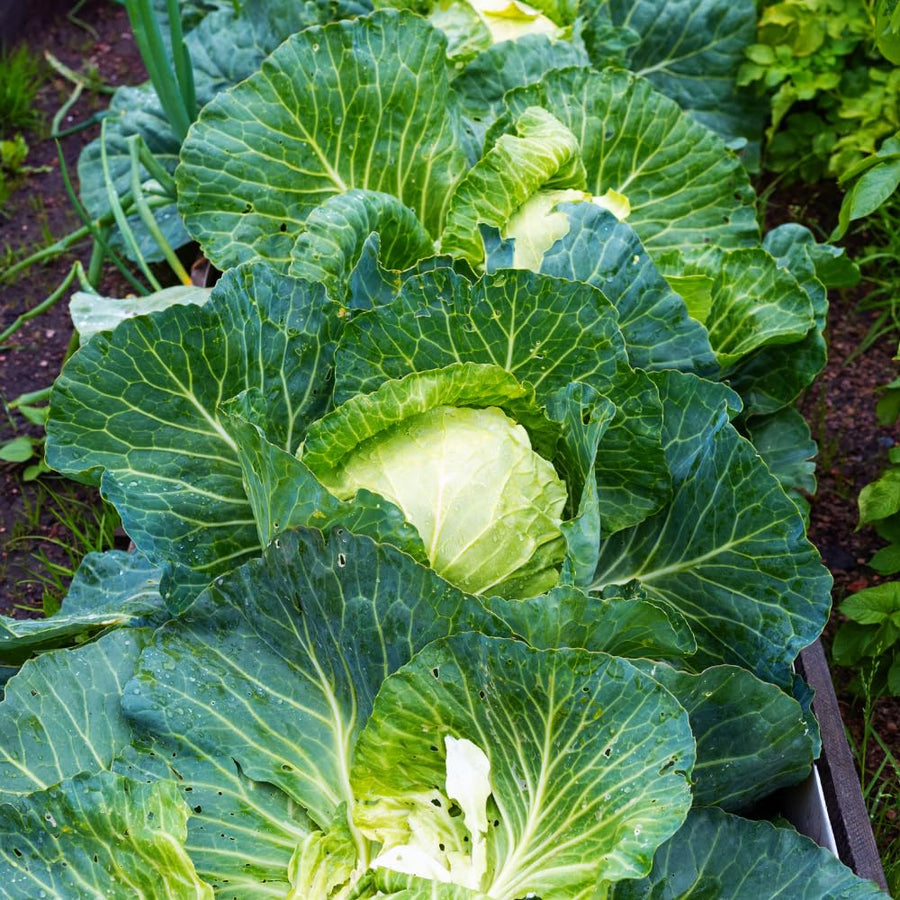 Set 500 Cabbage Seeds for Planting, Cabbage Seed, Cold Hardy, Green Vegetable for Outdoor Garden