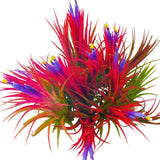 Tillandsia Plants, Red Tillandsia Air Plants Live, Combo 15 Succulents Plant Live, House Plant Indoor Outdoor, 2 Inc Tall