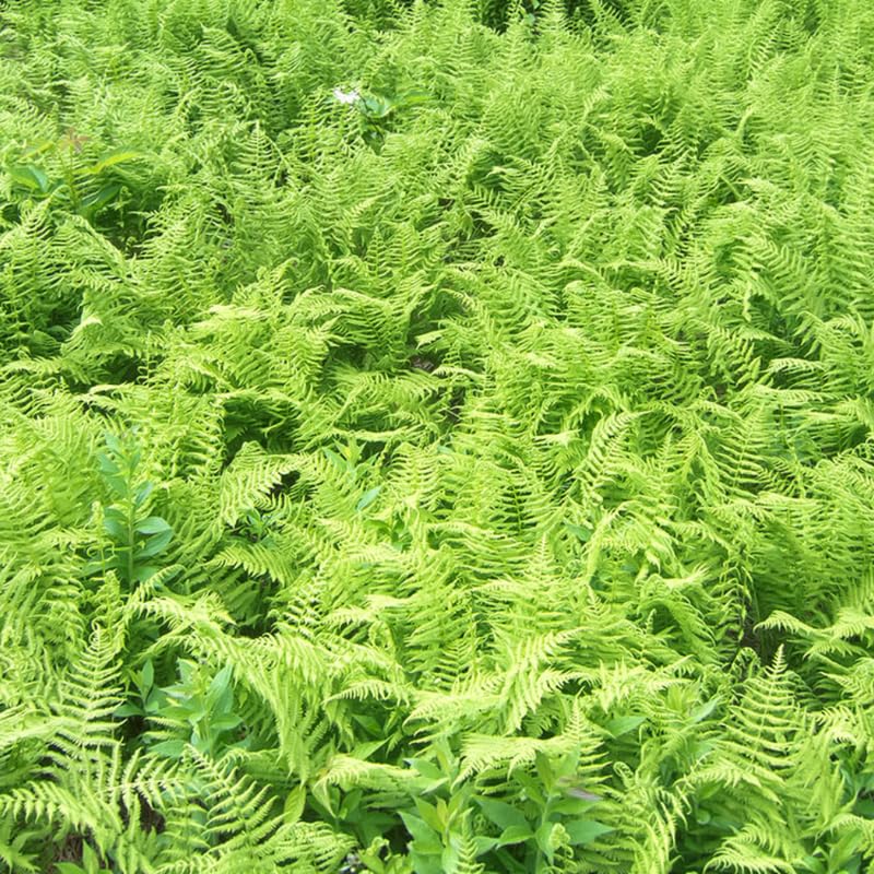 5 Hay Scented Fern Rhizomes Live Plants for Planting, Ferns Live Plants Outdoors Indoors Full Shade, Bare Roots, Fast-Growing