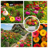 Set 250 Mix Zinnia Seeds for Planting, Heirloom Flower Seeds, Vibrant Zinnia Flowers for Indoor Outdoor Garden