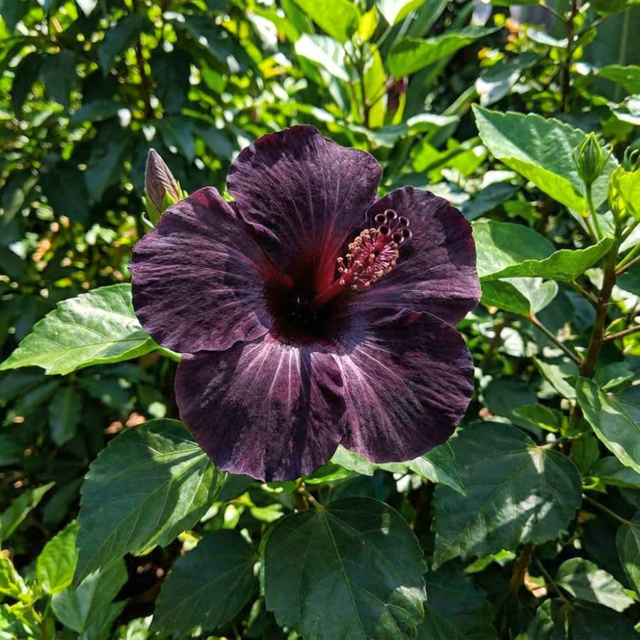 Set 7 Hibiscus Cuttings, Hardy Hibiscus Plants Live, Vibrant Blooming Flower, Well-Rooted Plant for Home Garden Indoor Outdoor (Black)