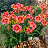 10 Strawberry Daylily Roots, Hardy Perennial Flower for Garden Beds and Borders Planting, Easy Care, Ready to Grow