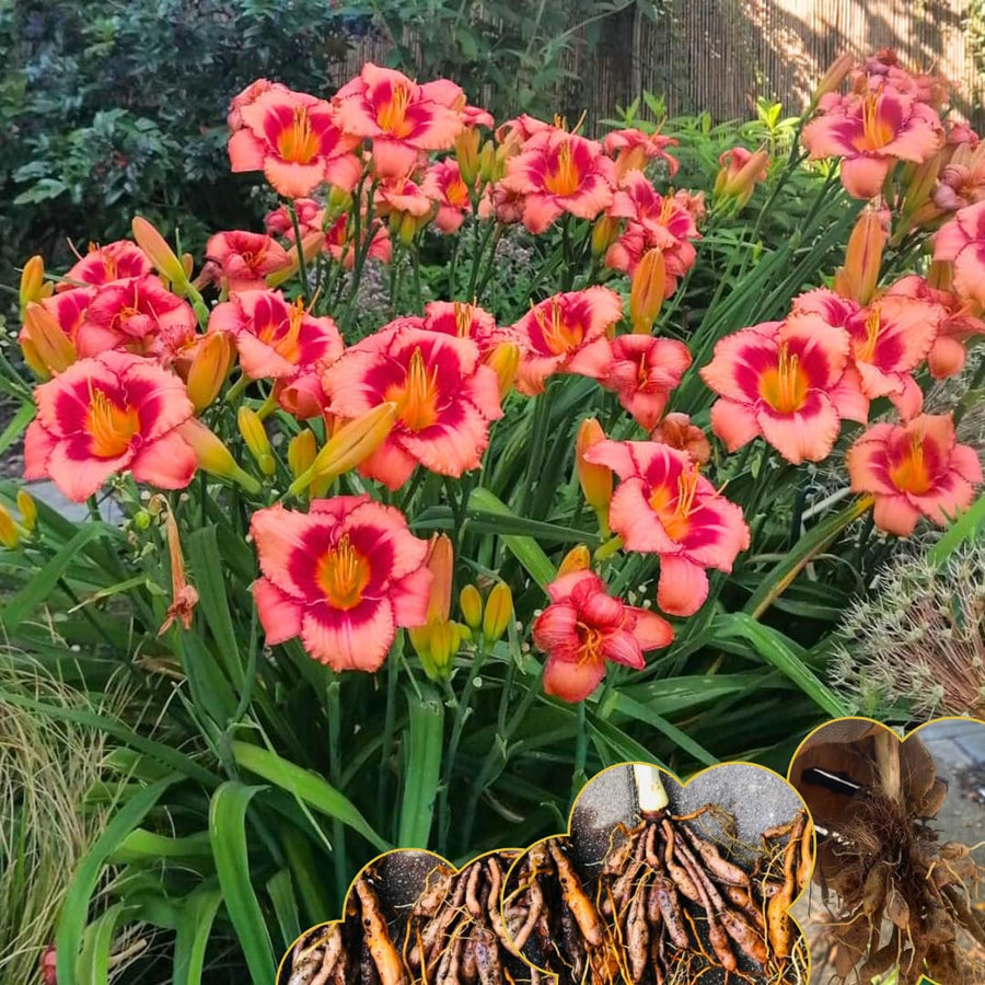 10 Strawberry Daylily Roots, Hardy Perennial Flower for Garden Beds and Borders Planting, Easy Care, Ready to Grow