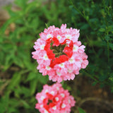2 Salmon Verbena Plants Live for Planting, Colorful Blooming Flower Plant, Verbena Live Plants, 5 to 7 Inc Tall