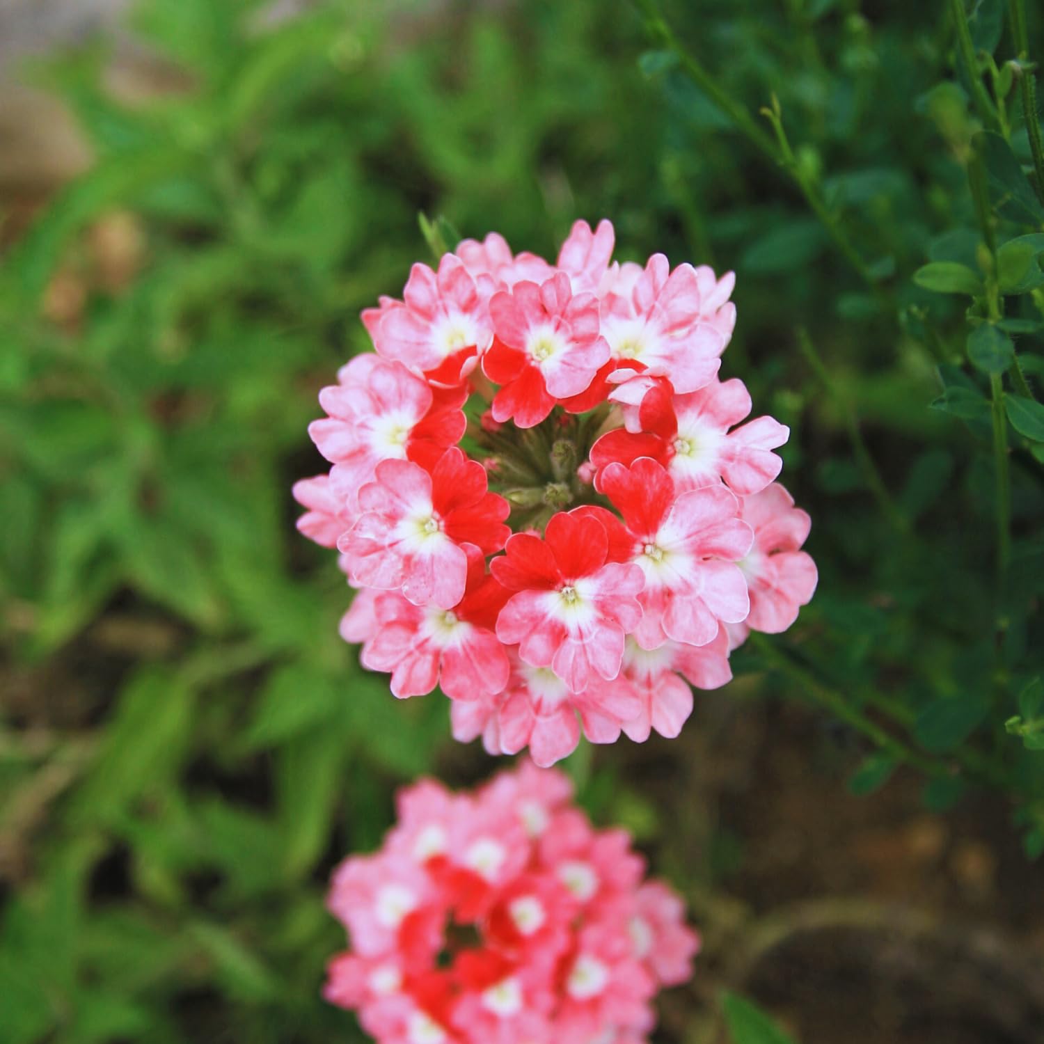 2 Salmon Verbena Plants Live for Planting, Colorful Blooming Flower Plant, Verbena Live Plants, 5 to 7 Inc Tall