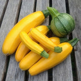 2 Yellow Zucchini Plants Live, Squash Vegetable Plants, 5–9 Inches Tall, Well Rooted, Ready for Home Garden Growing