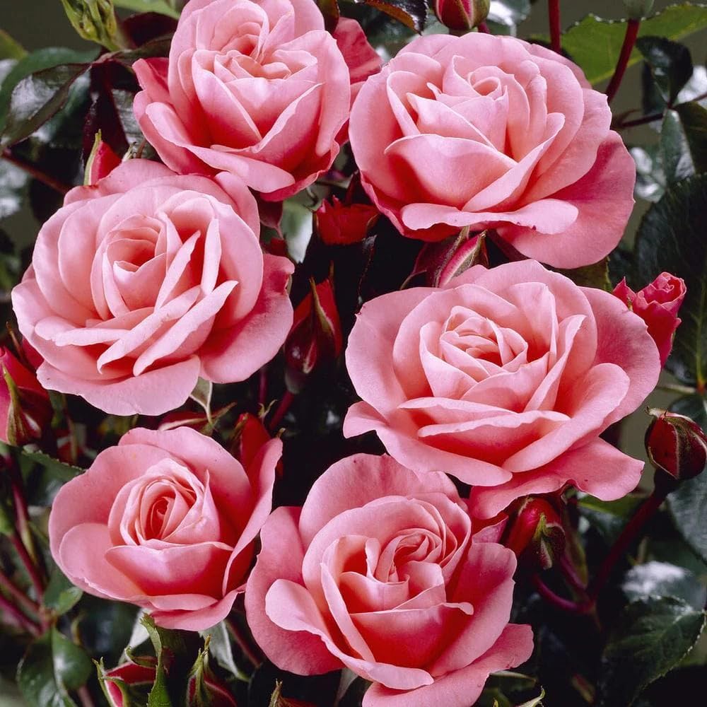 Rose Plant Live for Planting Ornamental Garden, 5-9 Inc Tall, Well-Rooted, Roses Bush Ready to Grow Outdoor, Fragrant Flowers Shrub, No Pot (Pink Rose)
