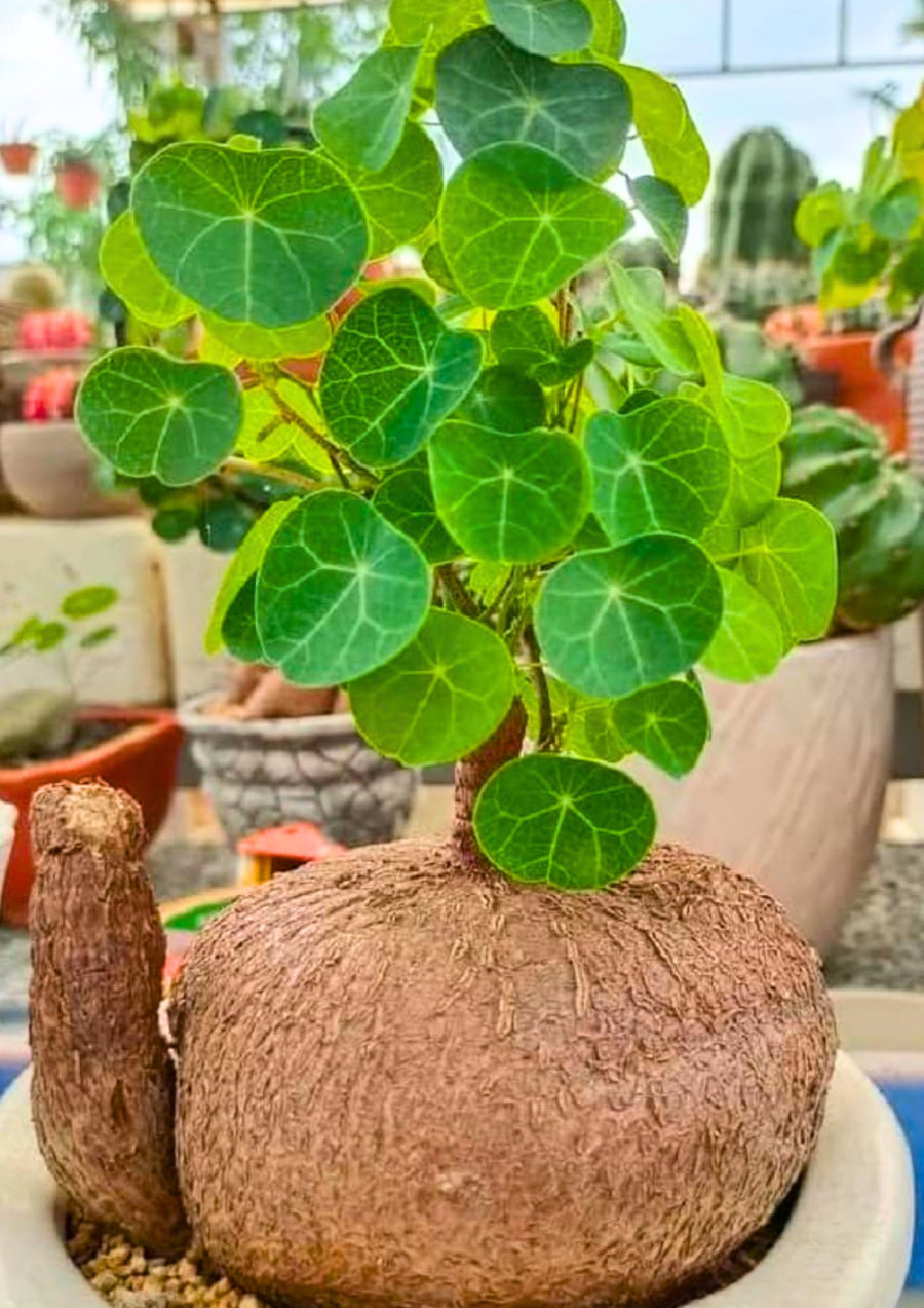 Medium (M Size) Stephania Cephalantha Plant Caudex Bulb, 2.5-3" Rare Unique Succulent with No Hair Roots, Home Decor, Houseplant, Cold Hardy