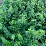 500 Culantro Seeds for Planting Indoor Outdoor, Culantro Herb Seeds for Outdoor Herb Gardens
