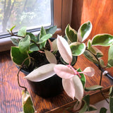 Hoya Plant Live - Tricolor Hoya Plant 4 Inches No Pot- Rare Vining Hoya Plant Bareroot for Growing Well in House
