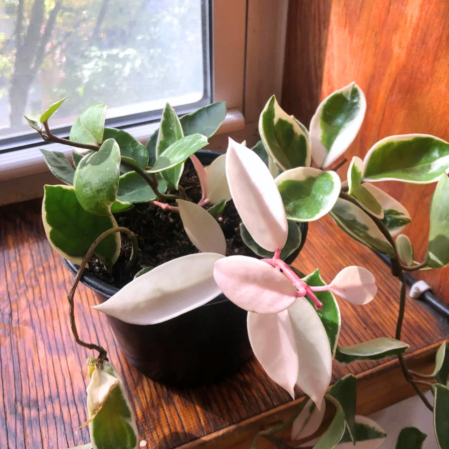 Hoya Plant Live - Tricolor Hoya Plant 4 Inches No Pot- Rare Vining Hoya Plant Bareroot for Growing Well in House
