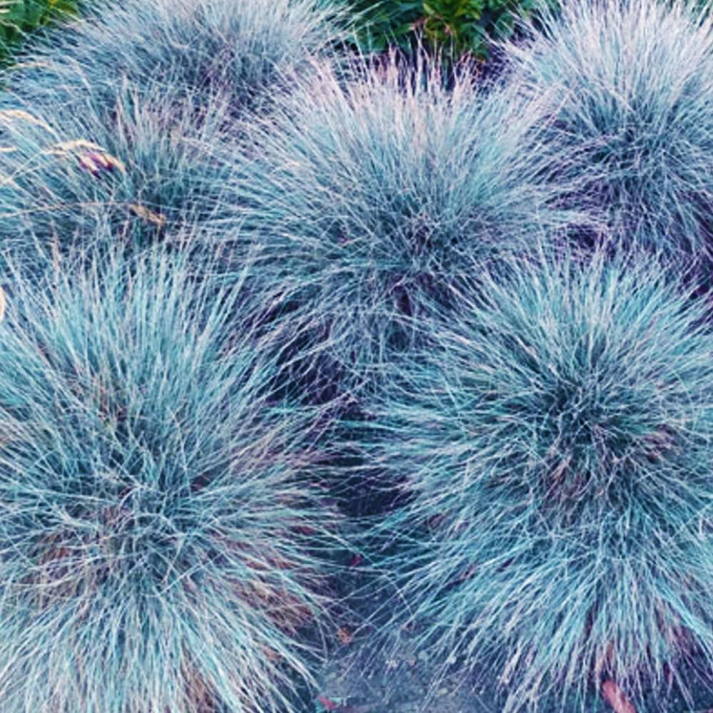 Blue Fescue Grass Plants Live, Ornamental Grass for Outdoor Landscaping and Containers, in 4" Pot