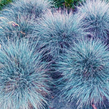 Blue Fescue Grass Plants Live, Ornamental Grass for Outdoor Landscaping and Containers, in 4" Pot