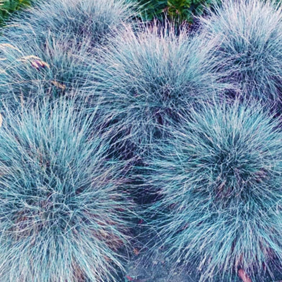 Blue Fescue Grass Plants Live, Ornamental Grass for Outdoor Landscaping and Containers, in 4" Pot
