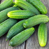 Set of 2 Marketmore Cucumber Plants Live, Live Cucumber Plants, 4'' Pot, 4 to 7 Inc Long Starter Plant
