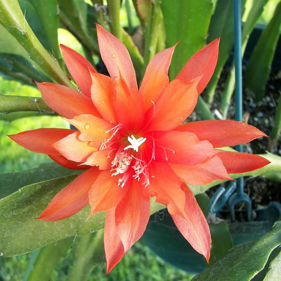 Epiphyllum Orchid Cactus Live Plant, 2 Plants Per Pot, Blooming Orchid Cactus for Indoor or Outdoor Growing (Orange Epiphyllum)