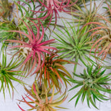 10 Red Tillandsia Air Plants, Live Tillandsia Succulent Houseplant Indoor Planting, 2 Inches