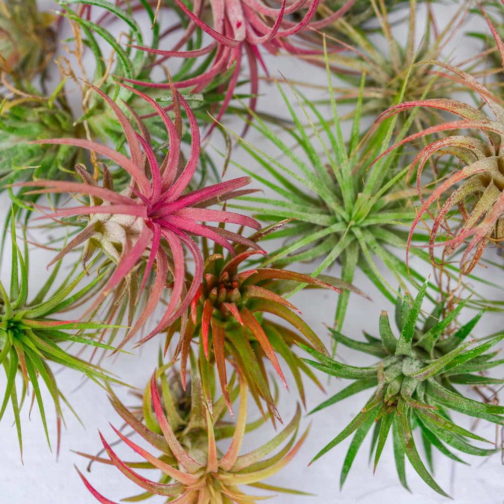 10 Red Tillandsia Air Plants, Live Tillandsia Succulent Houseplant Indoor Planting, 2 Inches