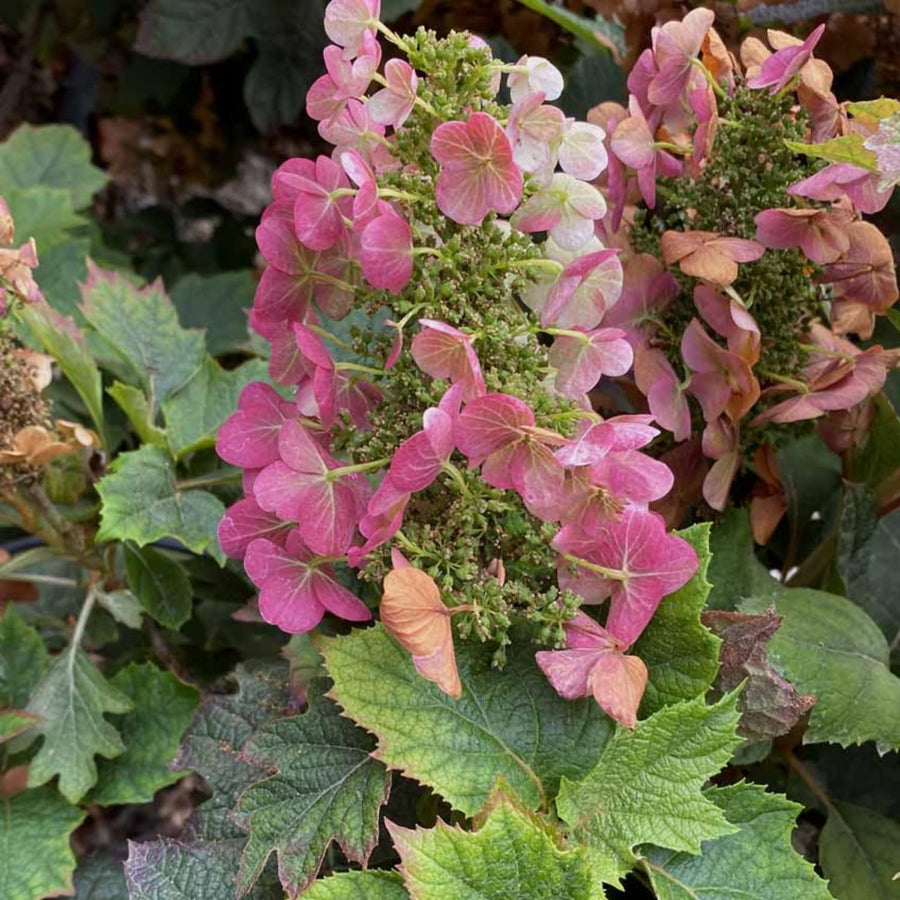 Ruby Hydrangea Plant Live, 4 Inch Pot, 6–12" Tall Cold Hardy Hydrangea Shrub