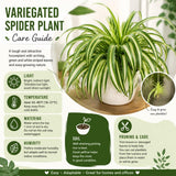 Spider Plants Live House Plants, Variegated Spider Plant for Hanging Basket, 2-3 Inc Tall, Easy-Care Houseplant, No Pot
