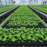 2 Mix Double Hollyhock Plants Live, 4 to 6 Inc Tall, Hollyhock Flower Live Plant Bare Roots, Perennial Flower Garden