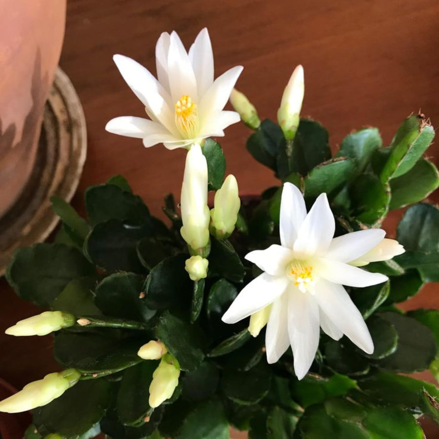 Easter Cactus Plants Live, Easter Cactus - 4 to 6 Inch Tall Houseplant Succulent Cactus Flower Plants, No Pot (White Flowers)