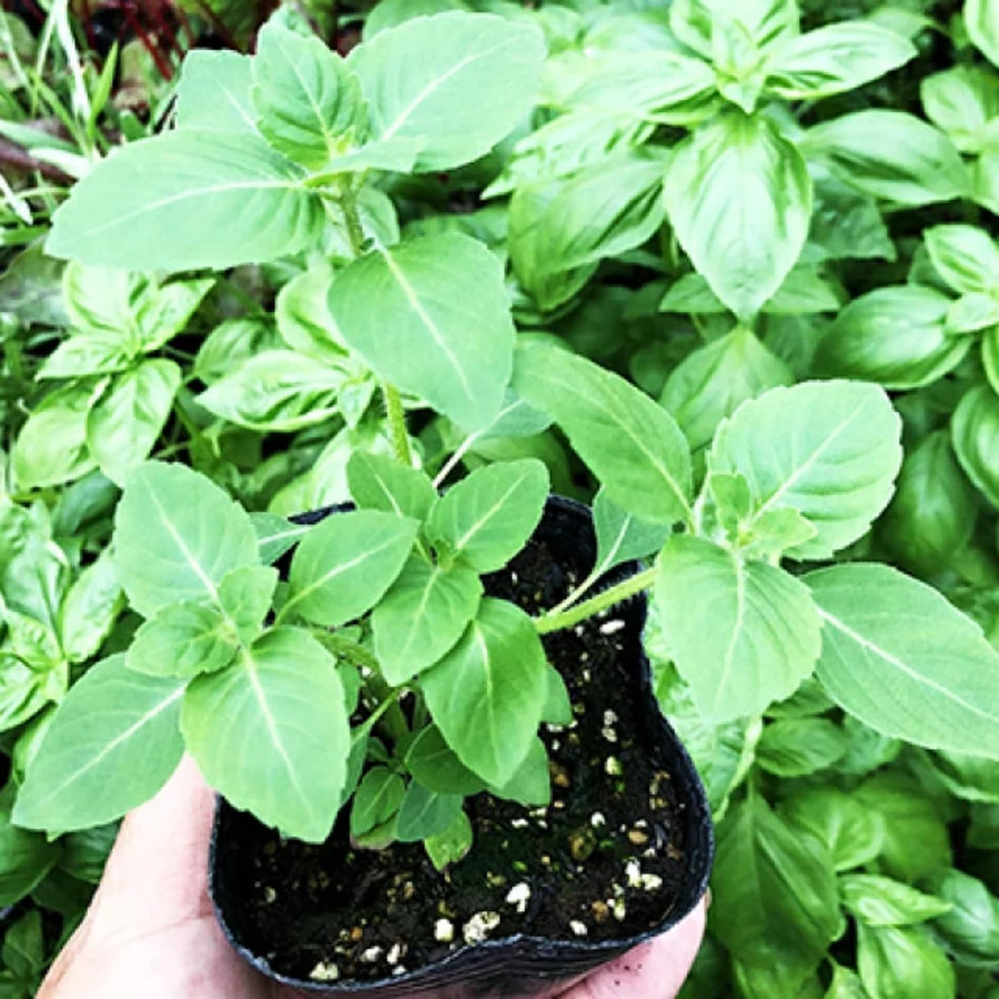 6 Holy Basil Plant Live for Indoors, Tulsi Plant Live, 3 to 5 Inc in Height Garden Outdoor