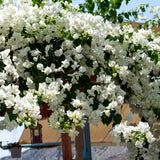 2 Trailing Bougainvillea Plants Live, Hardy Flowering Bougainvillea Plants for Hanging Basket, Container Growing, 4-8 Inches Tall (White)