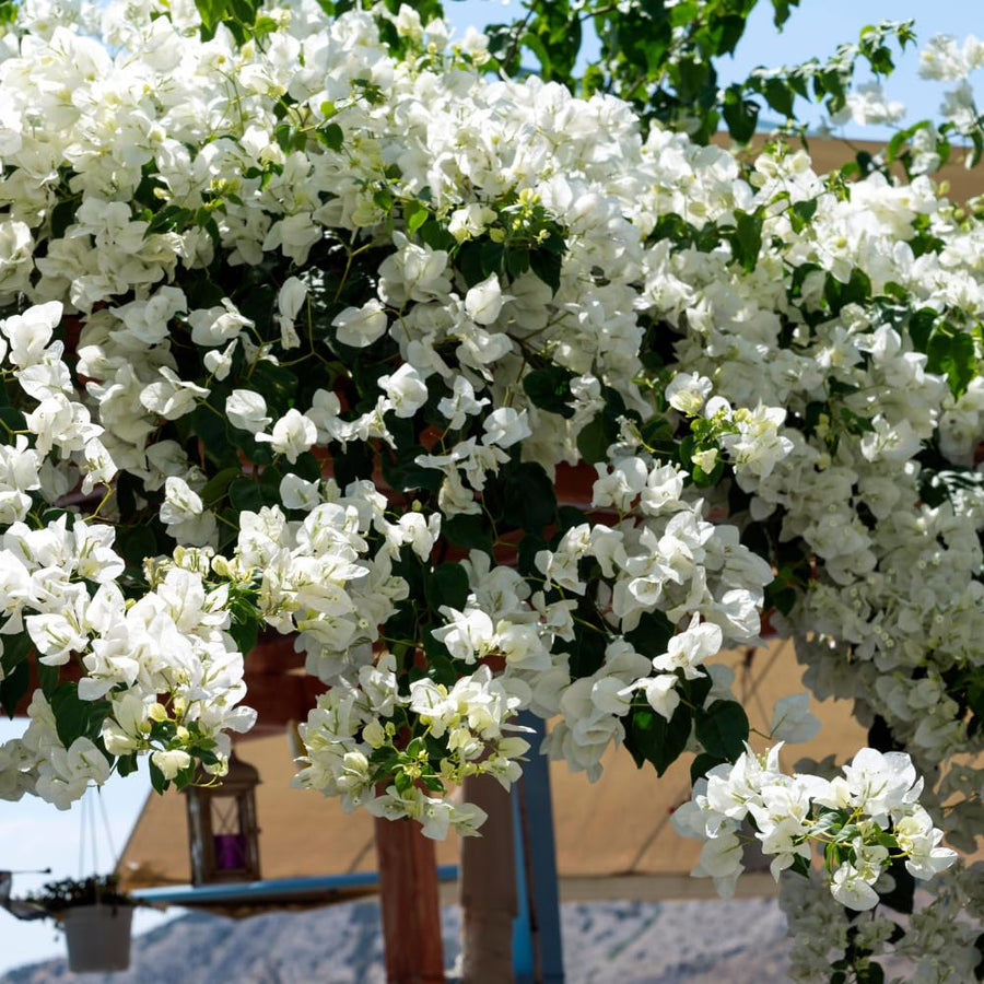 2 Trailing Bougainvillea Plants Live, Hardy Flowering Bougainvillea Plants for Hanging Basket, Container Growing, 4-8 Inches Tall (White)