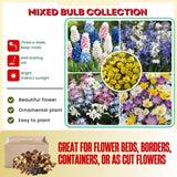 50 Mix Flower Bulbs for Spring Planting, Spring Garden, Early Colorful Blooms, Winter Hardy, Ground Cover Flowerbeds, Borders