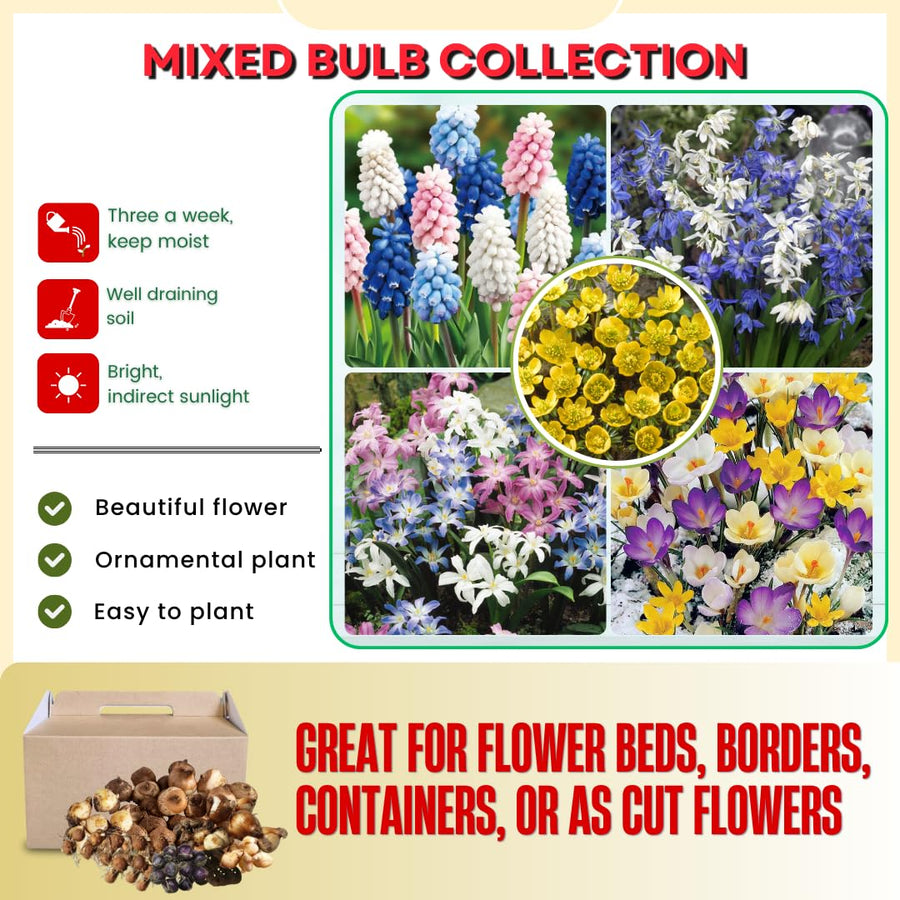 50 Mix Flower Bulbs for Spring Planting, Spring Garden, Early Colorful Blooms, Winter Hardy, Ground Cover Flowerbeds, Borders