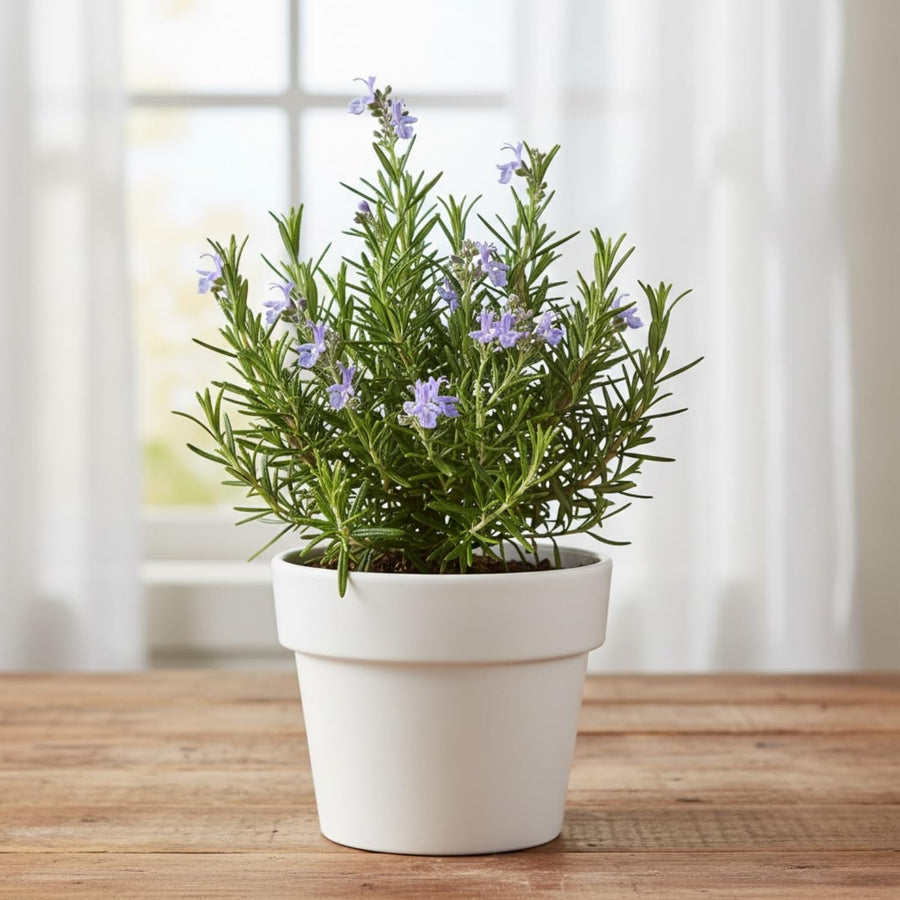 Rosemary Live Plant 4-7 Inches, Herb for Growing Indoor Outdoor, Perennial Rosemary Plants, 2 Plants per Pot