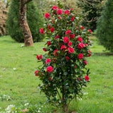 Camellia Plant Live for Outdoor Planting, Camellias Starter in 4'' Pot, Vibrant Ornamental Blooms, 8-12'' Tall (Red Camellia)