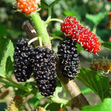 Dwarf Mulberry Plant Live - Size 5-9 Inch Tall - Sweet Mulberry Tree Live Plant