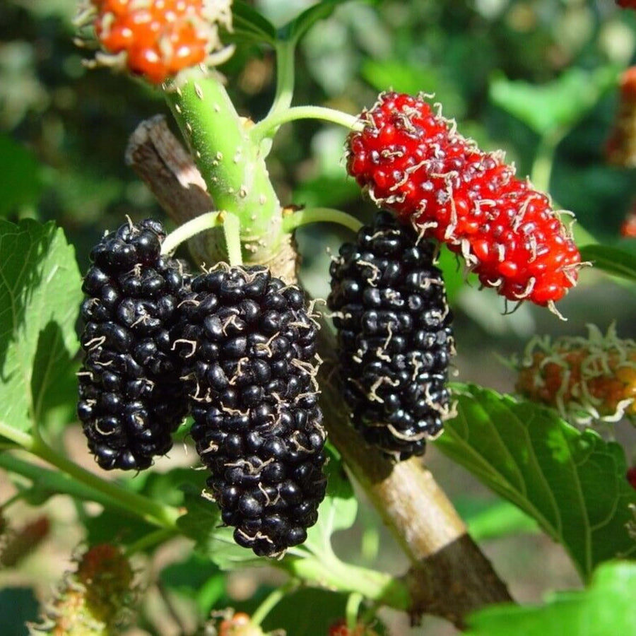 Dwarf Mulberry Plant Live - Size 5-9 Inch Tall - Sweet Mulberry Tree Live Plant